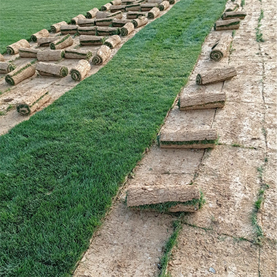 İstanbul Hazır Çim