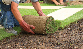 Hazır Rulo Çim Hakkında